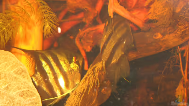 29.08.2015 von der Theoretiker (46)