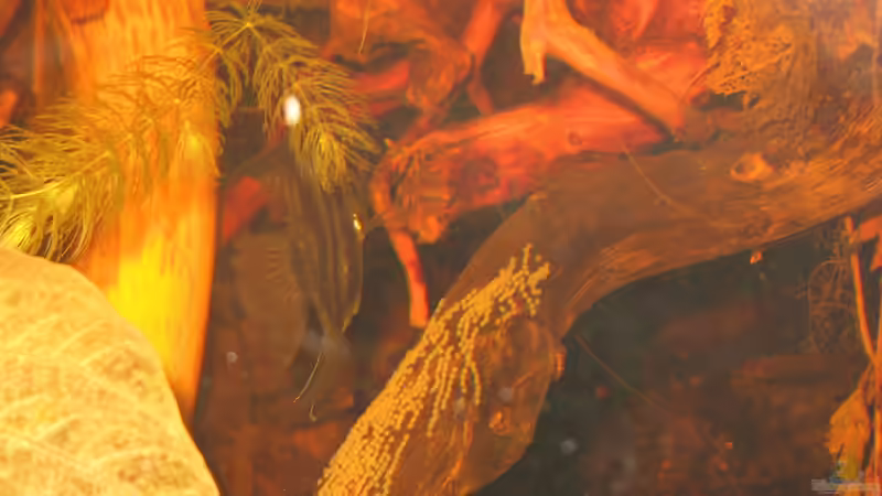 29.08.2015 von der Theoretiker (47)