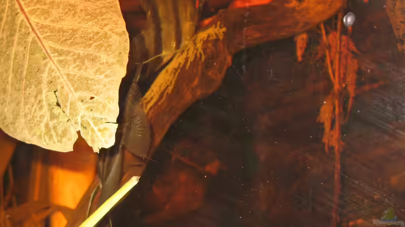 29.08.2015 von der Theoretiker (48)