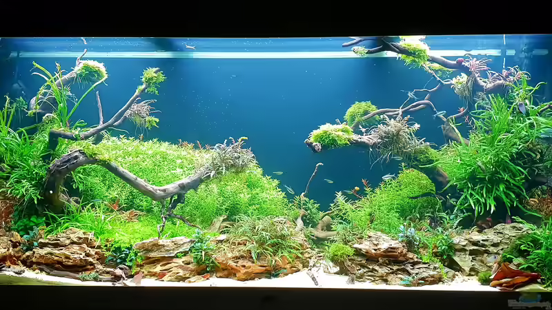 29.08.2018 von Köllebärbling (2)