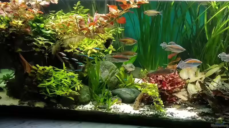 29.11.18 von Grünhexe (114)