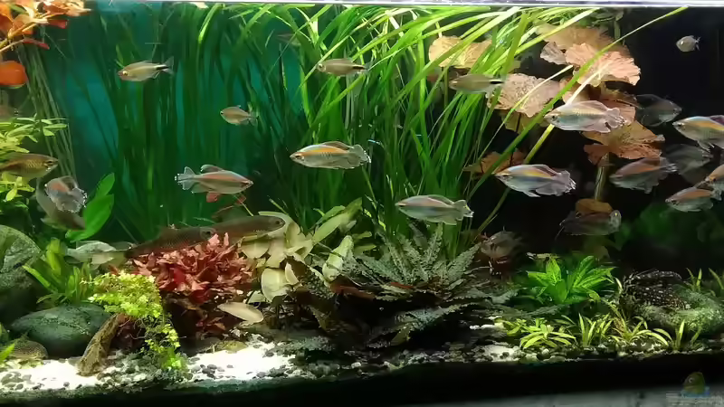 29.11.18 von Grünhexe (16)