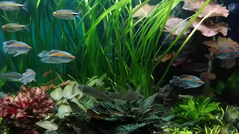 29.11.18 von Grünhexe (18)