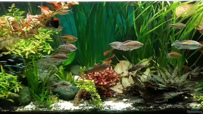 29.11.18 von Grünhexe (35)