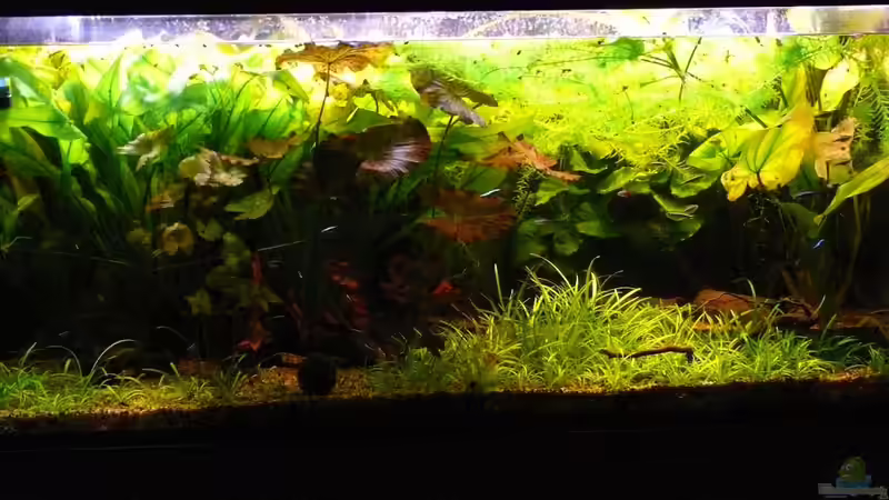 29.11.2009 von Die kleine Meerjungfrau (17)