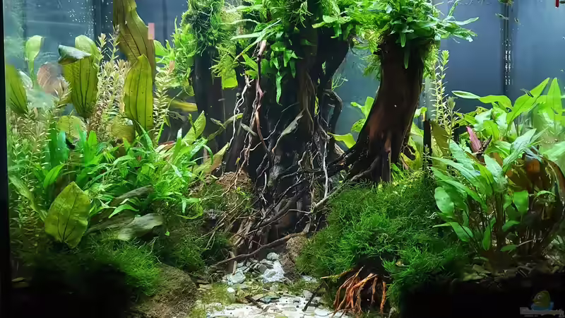 29.11.2021 nach Moos Rückschnitt von der Theoretiker (12)