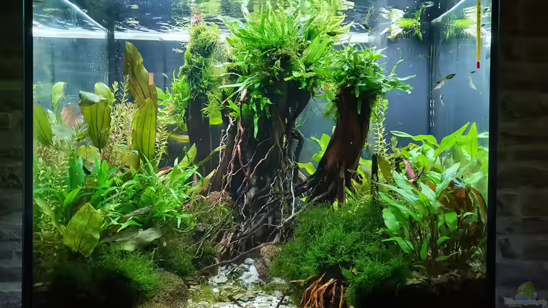 29.11.2021 nach Rückschnitt. Danach wurde Java Farn und div. Moose wider neu auf von der Theoretiker (14)