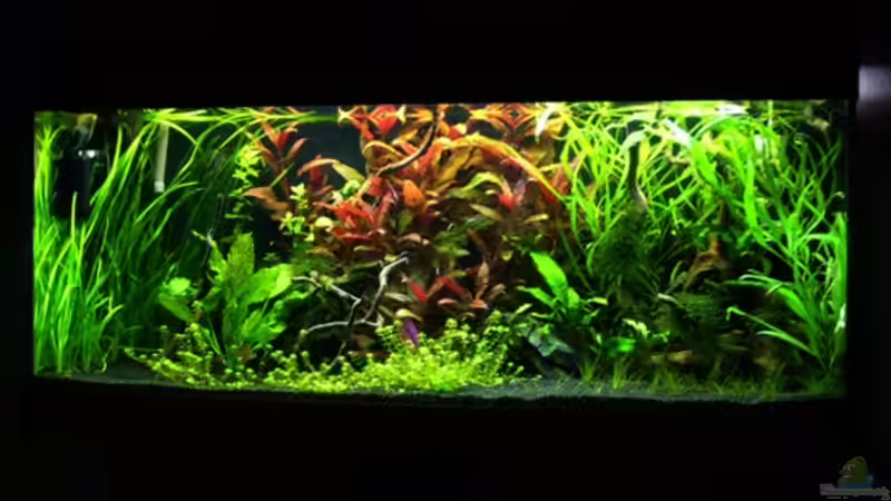 29.12.08 von *angelfish* (1)