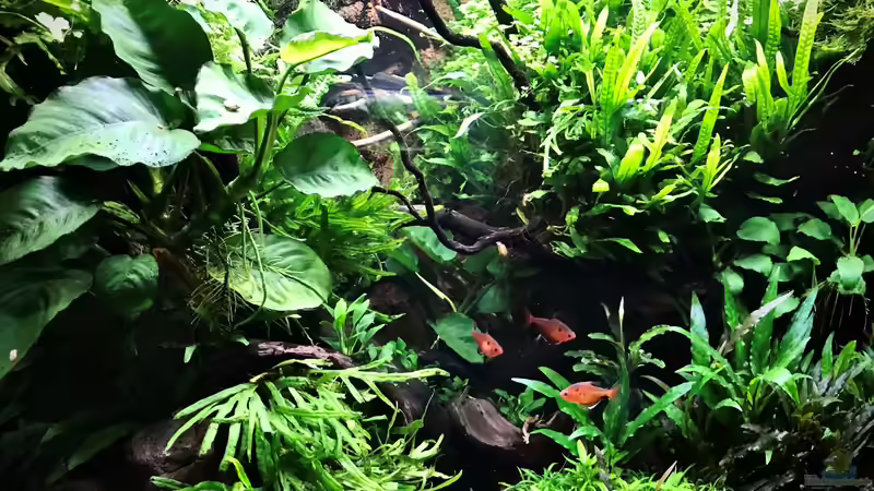 29.12.19 von Der Nicky (2)