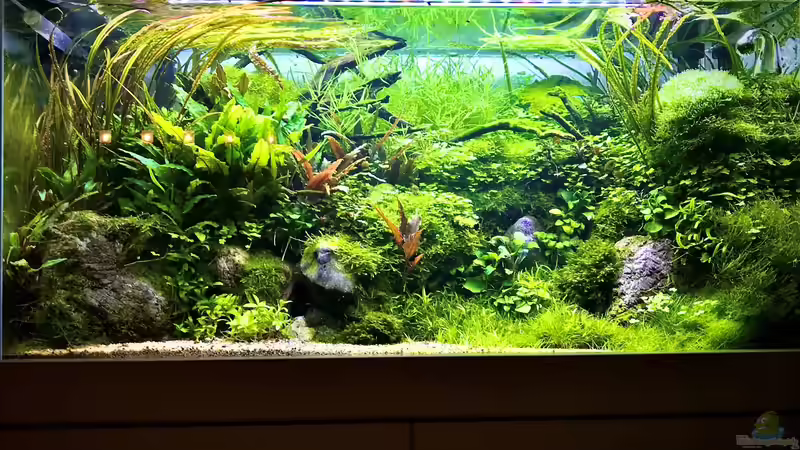 29.12.19 von Der Nicky (2)