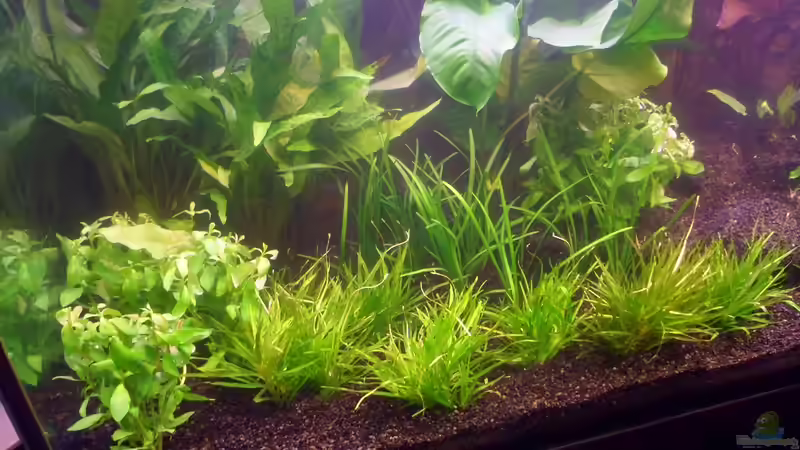 29.12.2011:  von Catfu (14)