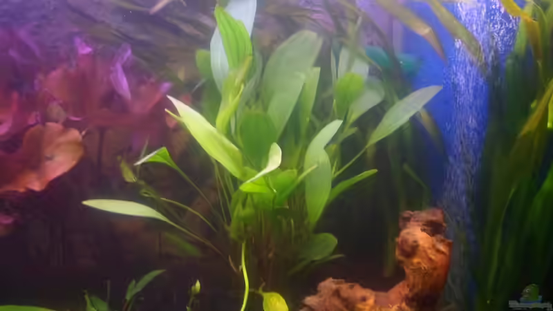 29.12.2011: Anubias Barteri von Catfu (9)