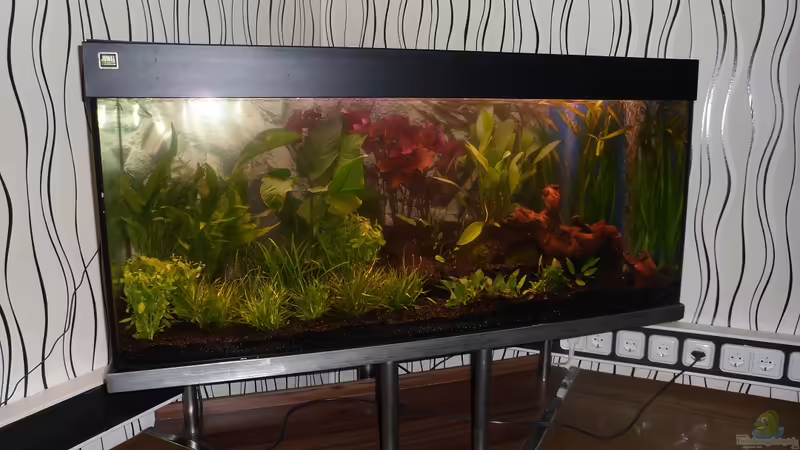 29.12.2011: Bis jetzt ohne Fische