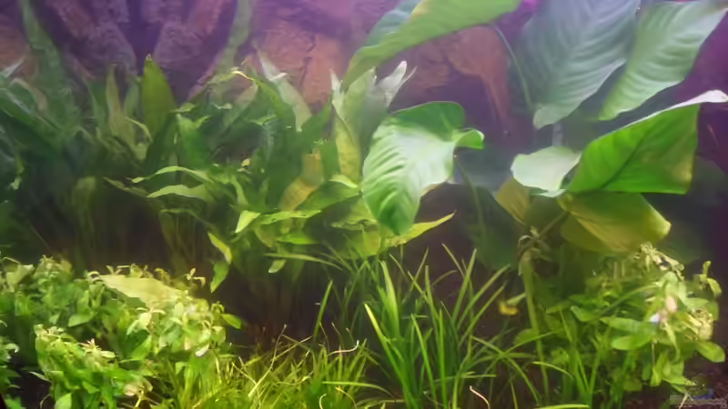 29.12.2011: Links: Microsorium Pteropus Rechts: Echinodorus von Catfu (11)