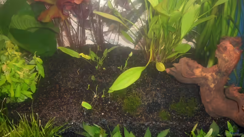 29.12.2011: Najas conferta und Reste von Hygrophila polysperma brown von Catfu (13)