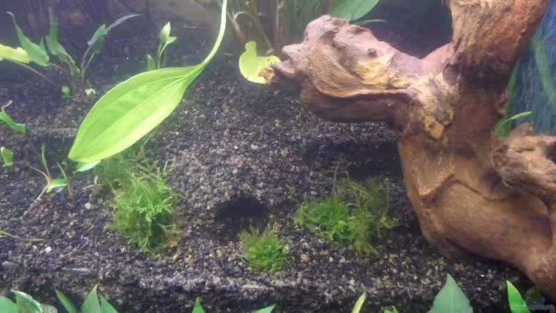 29.12.2011: Najas conferta von Catfu (16)