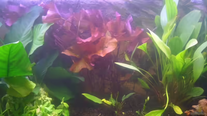 29.12.2011: Nymphea Lotus von Catfu (10)