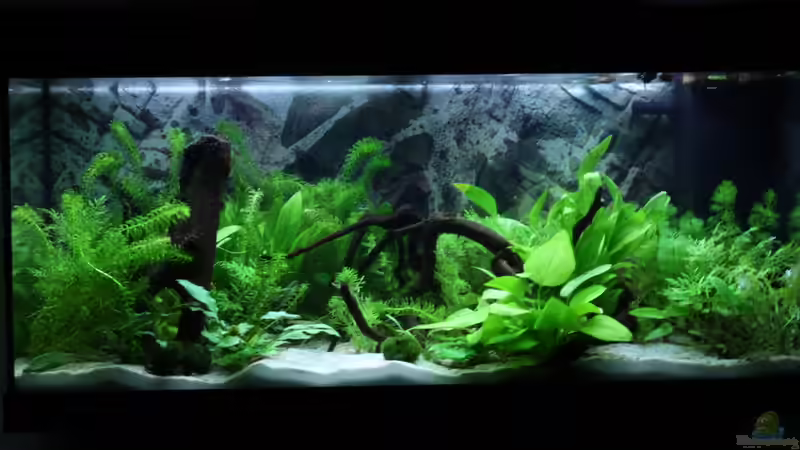 29.12.2012 von Manuela (3)