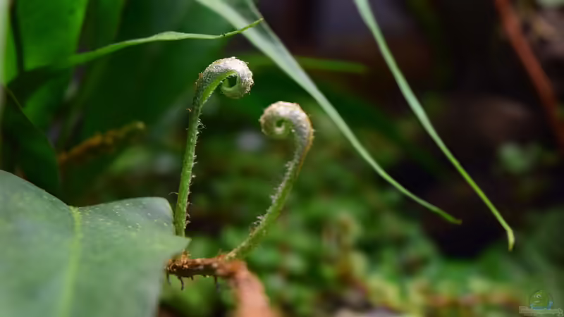 29.12.2018 Pleopeltis macrocarpa von Junglist (36)