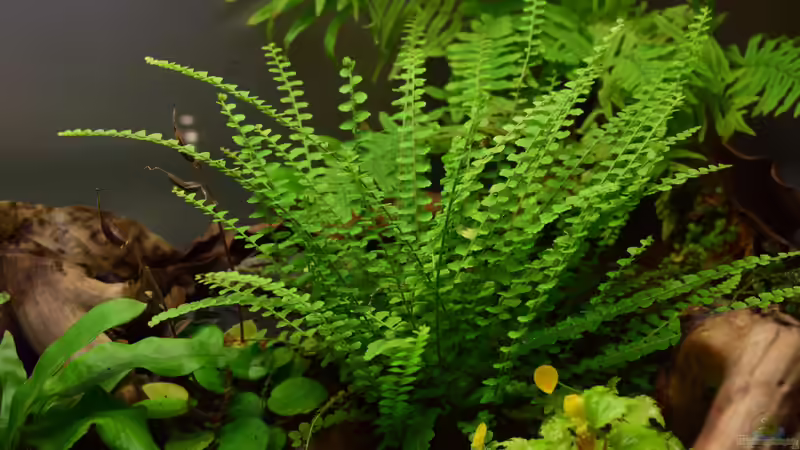 29.12.2018 von Junglist (33)