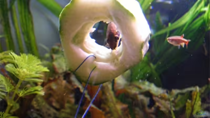 29.4.09 von Krätzchen (33)