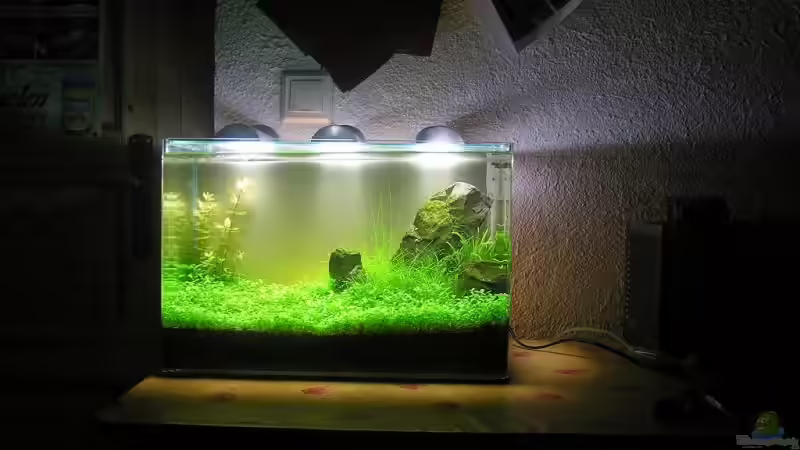 29.5.08( nächste Woche wird es platt gemacht von niva (8)