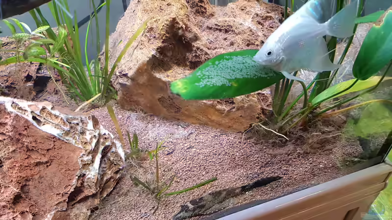 29.5.19: Zweiter Laichversuch, selbes Skalarpaar von Julia S. (3)