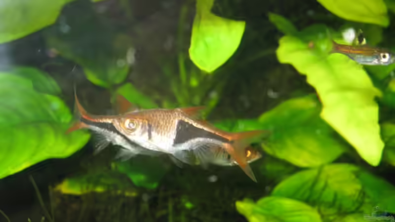 29.8.2008 von Kocki (13)