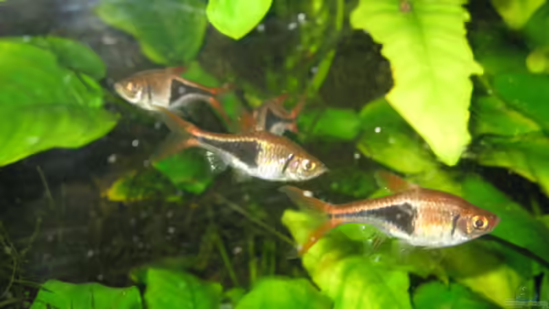 29.8.2008 von Kocki (14)