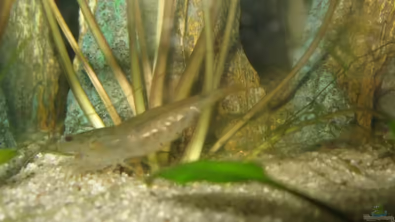 29.8.2008 von Kocki (14)