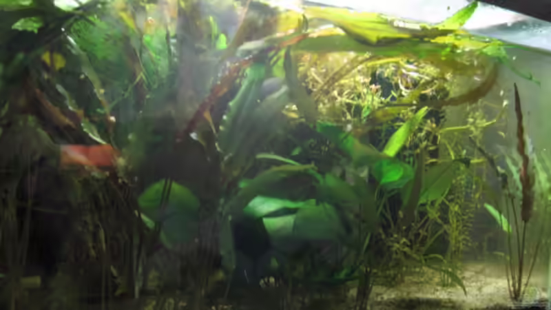 29.8.2008 von Kocki (6)