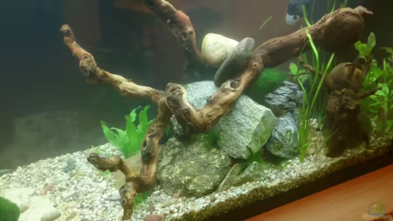 29.April 2014 von Plastikblume (2)