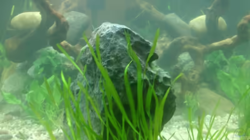 29.April 2014 von Plastikblume (3)