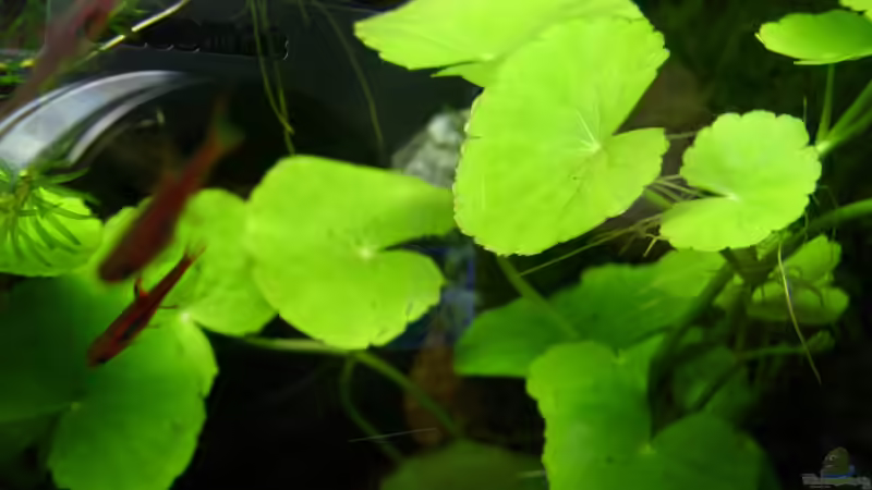 2cm Fischi von Nanonana (30)