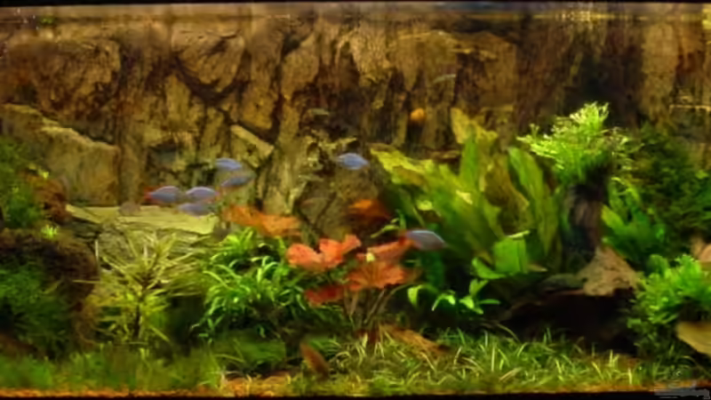 2Monate nach der Bepflanzung von Sabine Stark (3)