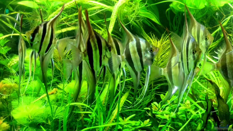 2o130906 von @mazonas (21)