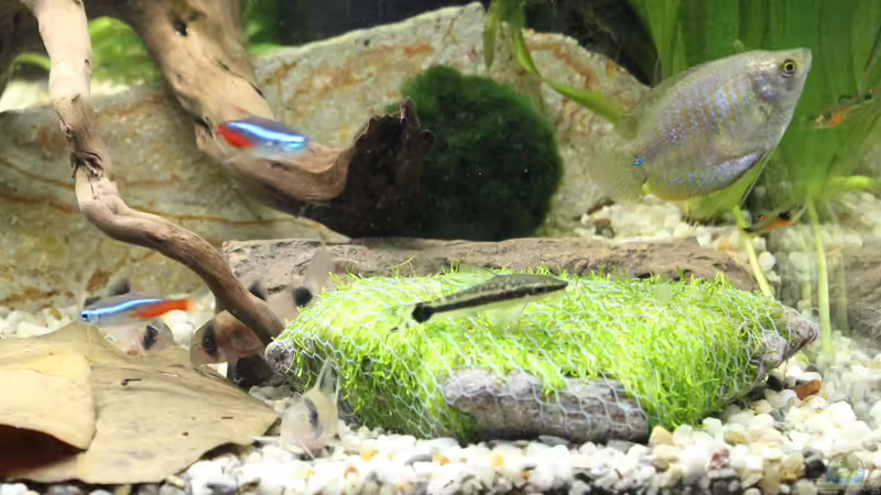 2te Welshöhle und Teichlebermoos von ESA_72 (17)