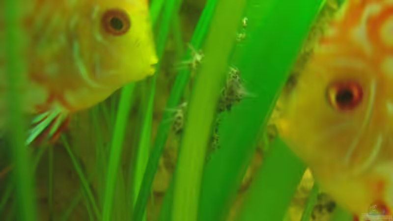 2tes Gelege!! von PH Neutral (27)