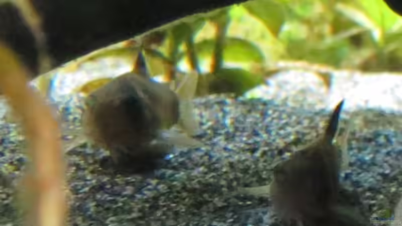 2von11 Pandas im Versteck gefunden von Skalarjoe (44)