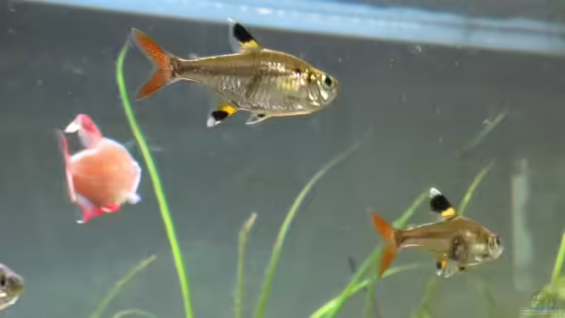 2von6 Sternflecksalmlern von Skalarjoe (32)