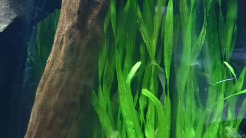 2x (2012-12-18) von Mario Bösch (5)