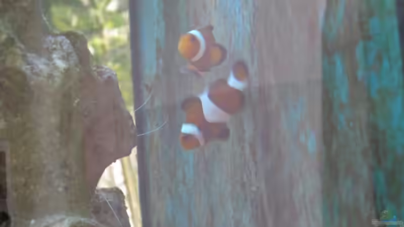 2x Anemonen / Clownfische [ März ] von Christian Schneider (35)