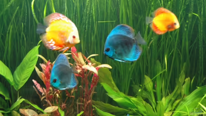 2x Diskus Cobalt blue von Stephan Hansmann (15)