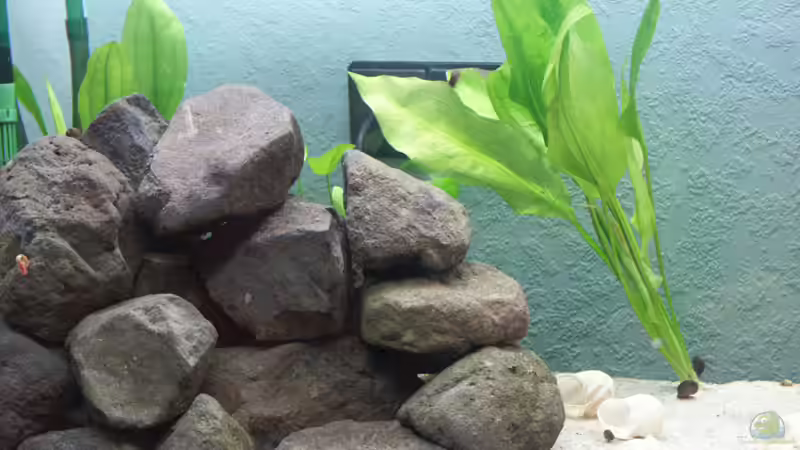 2x E100; 1x E26 links 3/2005 von Andreas Petkelis (4)