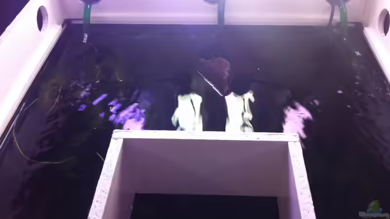 2x Eheim Einströmer von GenesisEpoche (12)