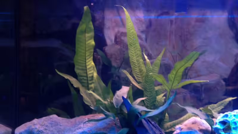 2x Hintergrund Pflanze auf wurzel von Meischder Kreusel (3)