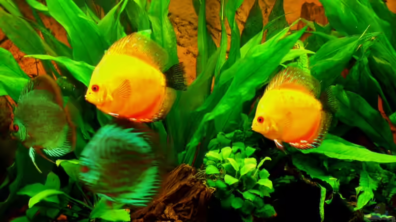 2x Pigeon blood, 1x Flächig Snake Skin u. 1x Brillianttürkis (leider verschwommen) von ~Marco~ (73)