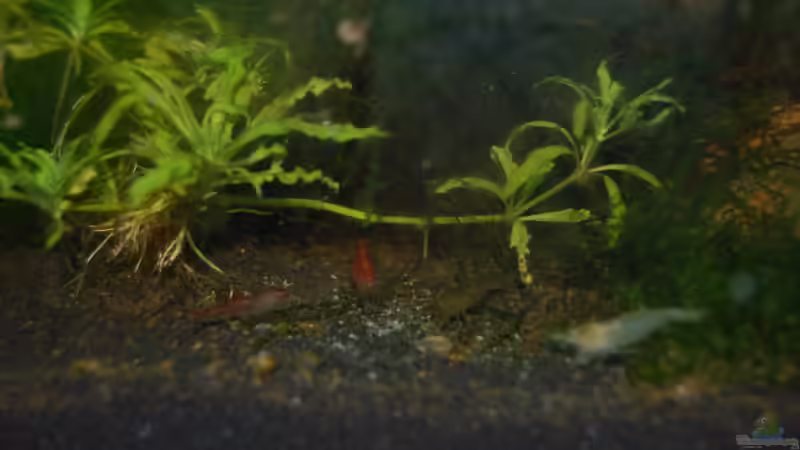 Einrichtungsbeispiele für Aquarien mit White Pearl Garnelen (Neocaridina cf. Zhangjiajiensis var. white)