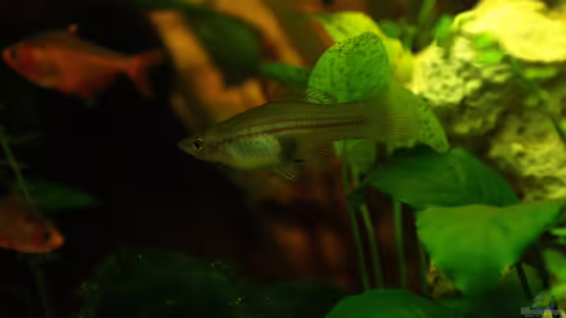 2x Schwertträger weibchen von Digibastler (10)