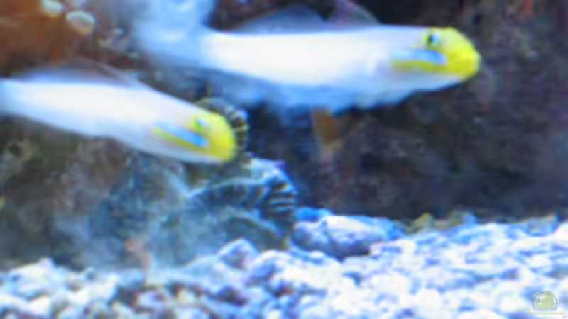 Aquarien mit Valenciennea strigata (Goldstirn-Schläfergrundel)